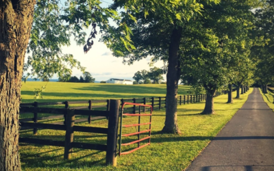 Audley’s Week in Review – Matthew Deacon –  Cattle Genetics Manager